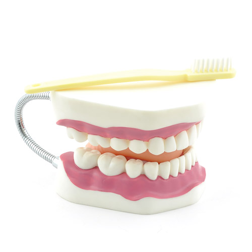 Anatomical Models -Dental Care Model with Toothbrush
