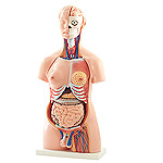 Torso-Modell Anatomy Models India