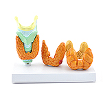 Model of Thyroid Diseases