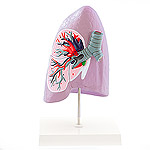 Modell einer Lungenhälfte von HeineScientific