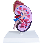 Model of a Kidney