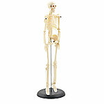 Mini-Skelett von HeineScientific