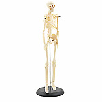 Mini-Skelett Anatomy Models India