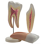Zerlegbare Zahnmodelle im 2er-Set von HeineScientific