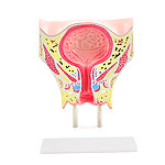 Femal Bladder