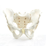 Male Pelvis