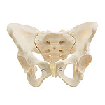 Female Pelvis