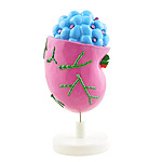 Lymph Node Model