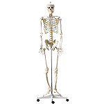 Menschliches Skelett in Originalgröße von HeineScientific